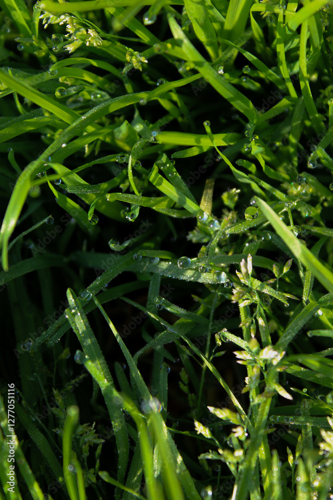 Morning dewdrops on blades of grass Morning dewdrops on blades of grass