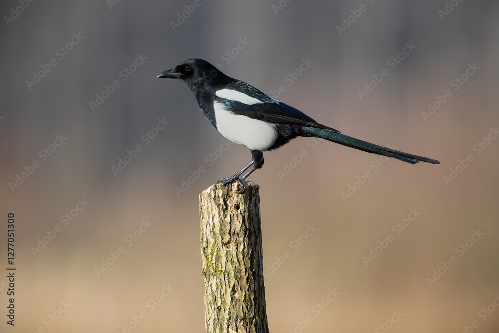 Fototapeta premium Magpie on a peg on a warm day