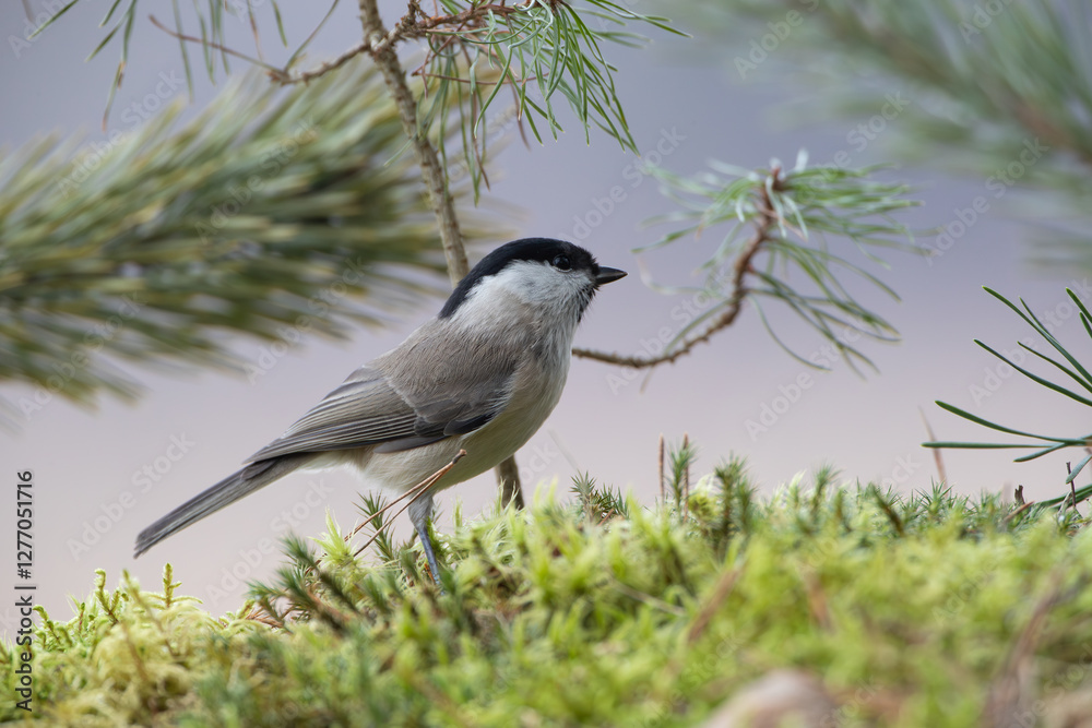 Blackcap against the background of a pine seedling Blackcap against the background of a pine seedling