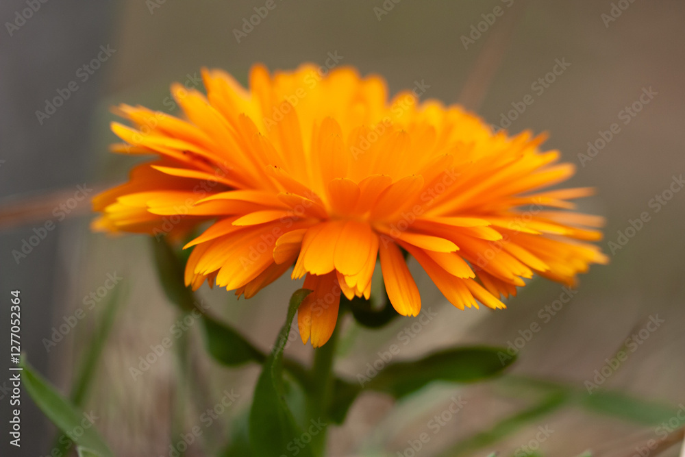 orange flower in the garden