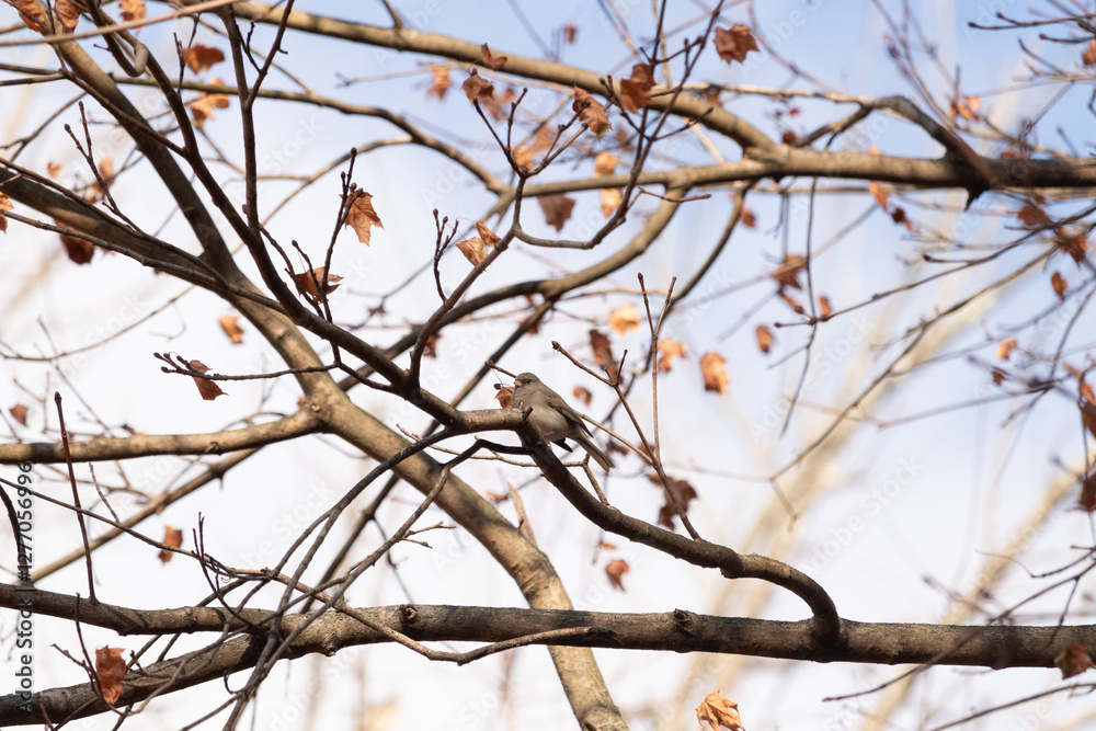 Cute little dark-eyed junco was perched in the tree when the picture was taken. The cute little grey avian is a sign of winter and often called a snowbird. The branches all around have brown leaves. Cute little dark-eyed junco was perched in the tree when the picture was taken. The cute little grey avian is a sign of winter and often called a snowbird. The branches all around have brown leaves.
