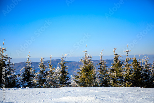 Fototapeta Naklejka Na Ścianę i Meble -  View of mountains covered by fir trees on bright sunny day in winter, Beskidy, Poland