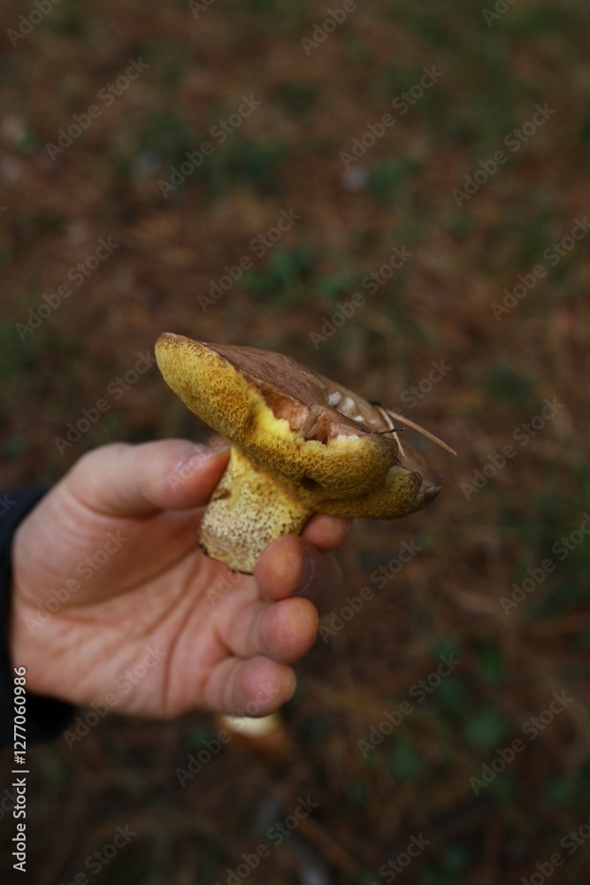 mushrooms in the hand