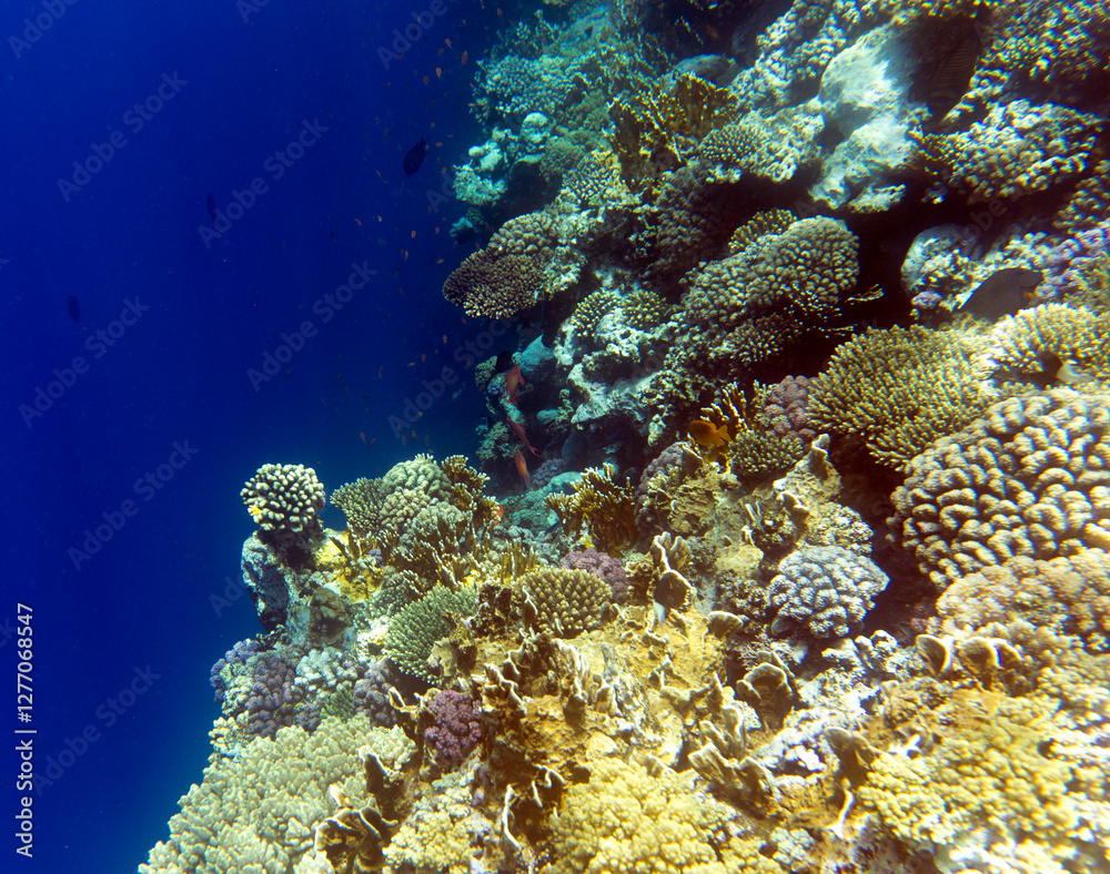 Fototapeta premium Photo of Sharm El Sheik coral reef