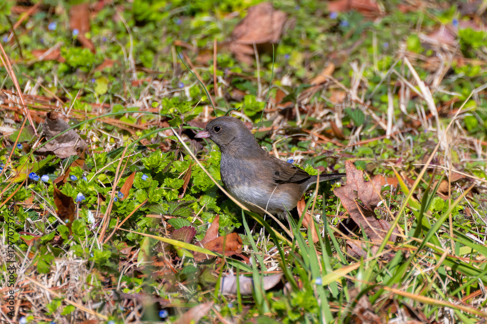 Fototapeta premium The dark-eyed junco (Junco hyemalis ), male on the meadow