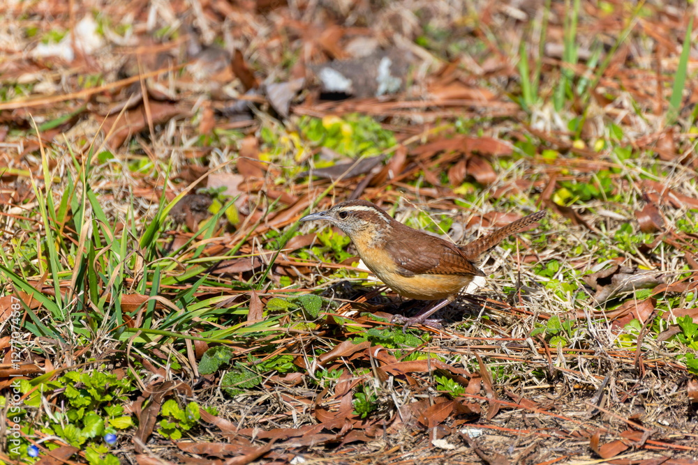 The Carolina wren (Thryothorus ludovicianus). This wren is the state bird of South Carolina. The Carolina wren (Thryothorus ludovicianus). This wren is the state bird of South Carolina.