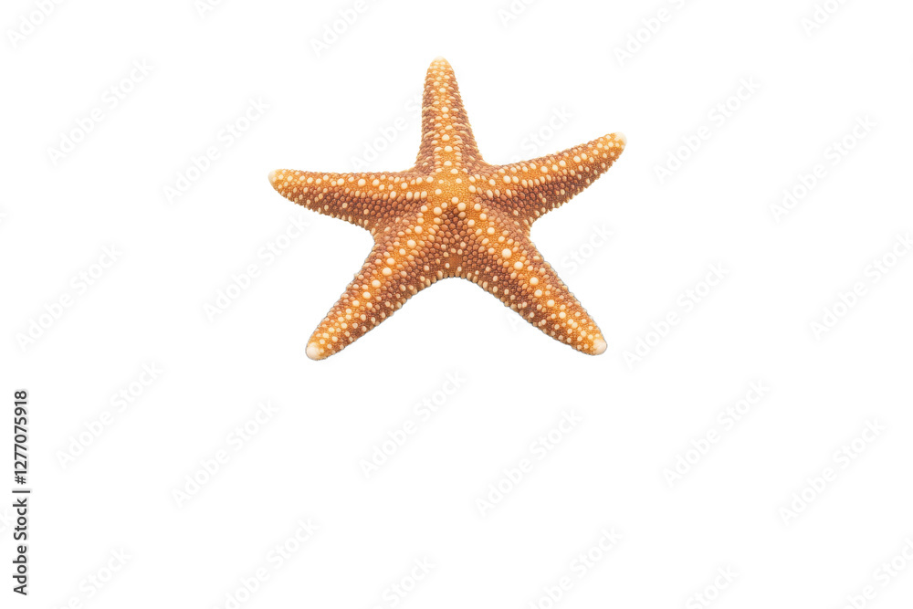 Colorful starfish resting on a white background Colorful starfish resting on a white background