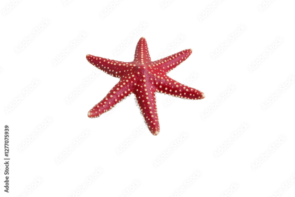 Red starfish resting on a white background Red starfish resting on a white background