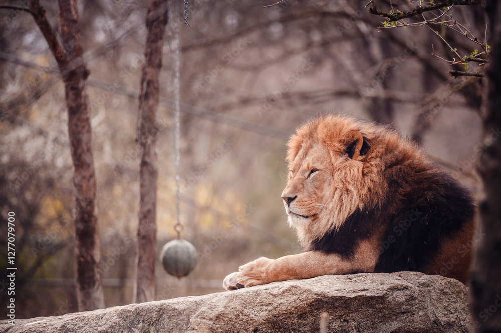 Naklejka premium A majestic lion lies atop a rock, exuding calmness in a natural setting