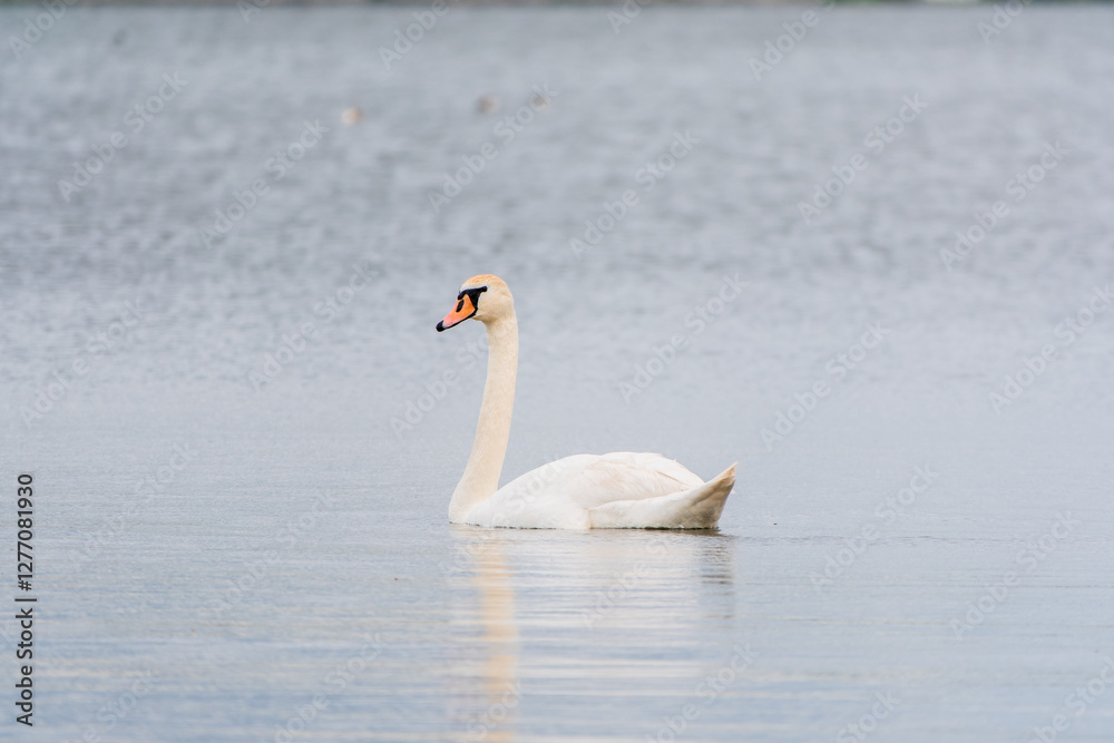 Fototapeta premium Graceful white Swan swimming in the lake, swans in the wild. Portrait of a white swan swimming on a lake.