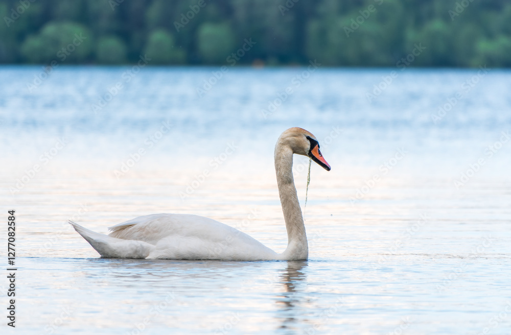 Fototapeta premium Graceful white Swan swimming in the lake, swans in the wild. Portrait of a white swan swimming on a lake.