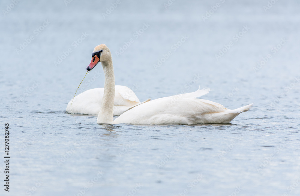 Two Graceful white Swans swimming in the lake, swans in the wild Two Graceful white Swans swimming in the lake, swans in the wild