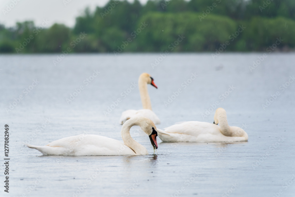 Three graceful white swans swims in the lake, swans in the wild. Three graceful white swans swims in the lake, swans in the wild.