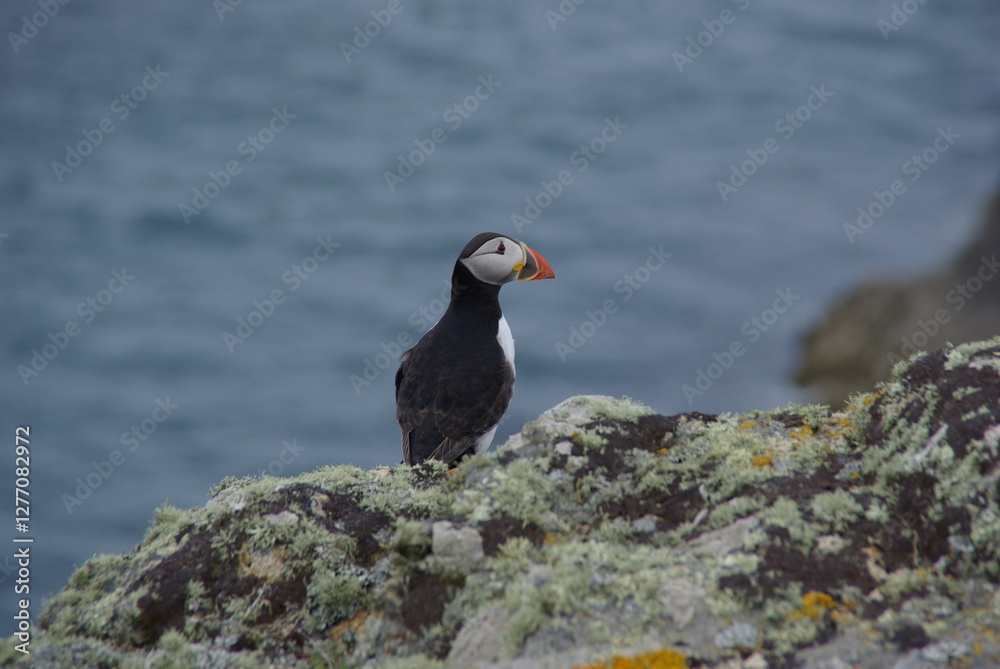 Fototapeta premium Atlantic puffin on rock