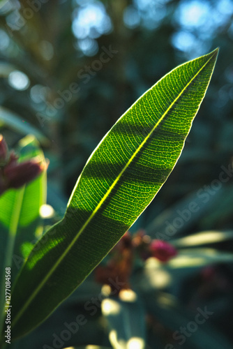 Translucent Leaf Veins in Sunlight photo