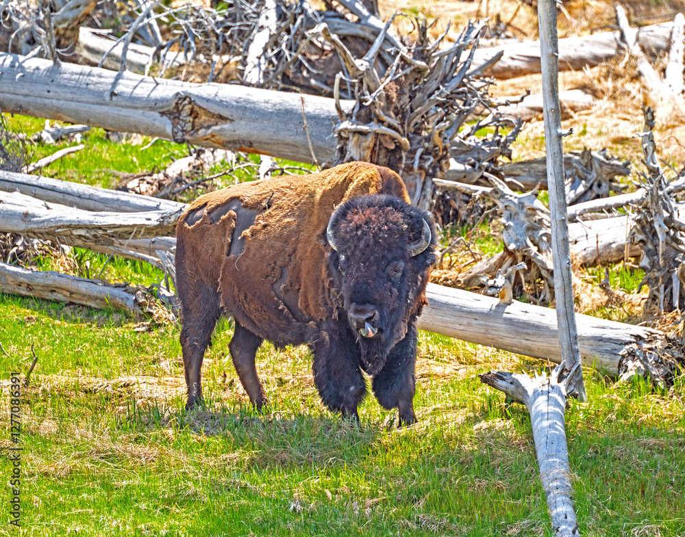 Bison Shedding his winter coat and sticking his tongue out.