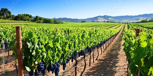 napa valley vineyard and winery with a wine tasting and festival