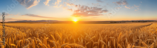 A wheat field at sunset.