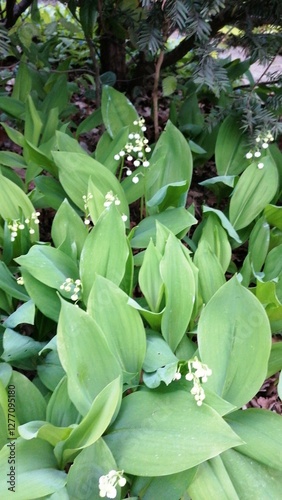 Delicate white lily of the valley flowers with green leaves. A beautiful close-up of spring blooms, symbolizing freshness and nature.