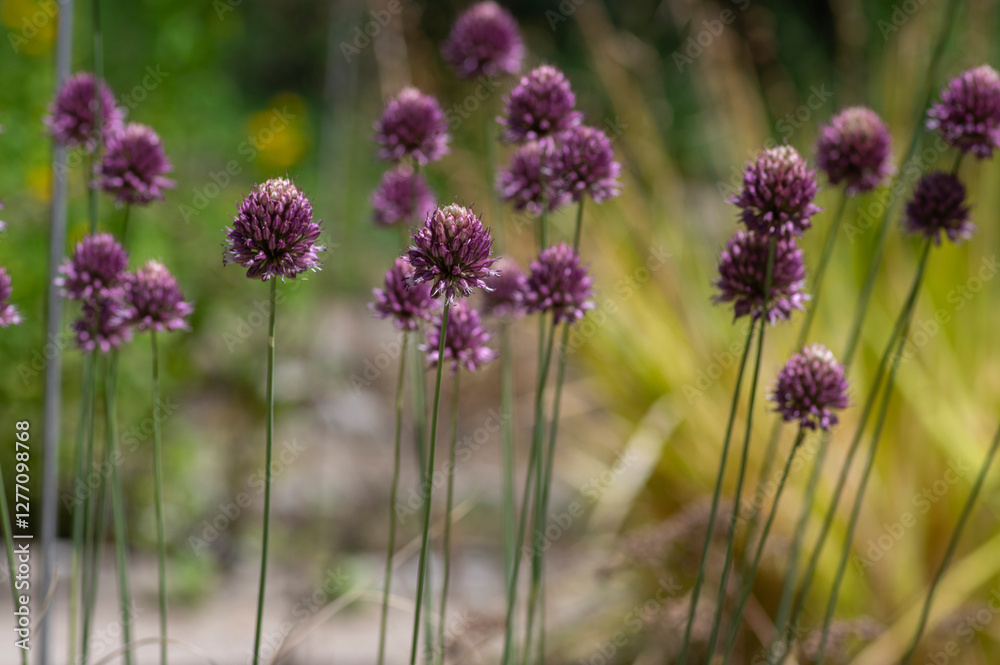 Allium Sphaerocephalon round headed garlic plant in bloom, purple bald head flowering ornamental onion