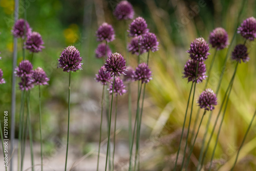 Obraz na płótnie Allium Sphaerocephalon round headed garlic plant in bloom, purple bald head flowering ornamental onion w salonie