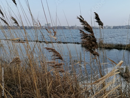 A close-up of golden grass spikes from an unknown plant, gently swaying in the breeze. In the background, a calm lake with a still surface, extending to the horizon under a clear sky.