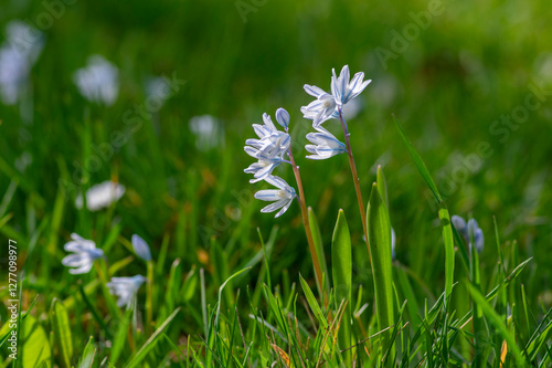 Obraz na płótnie Puschkinia scilloides early spring bulbous flowers in bloom, small white and blue flowering plant, called striped lebanon squill w salonie