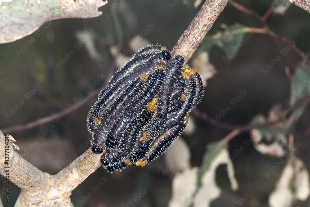 Obraz premium Sawfly Larvae Aggregated on a Branch - Australian Spitfires