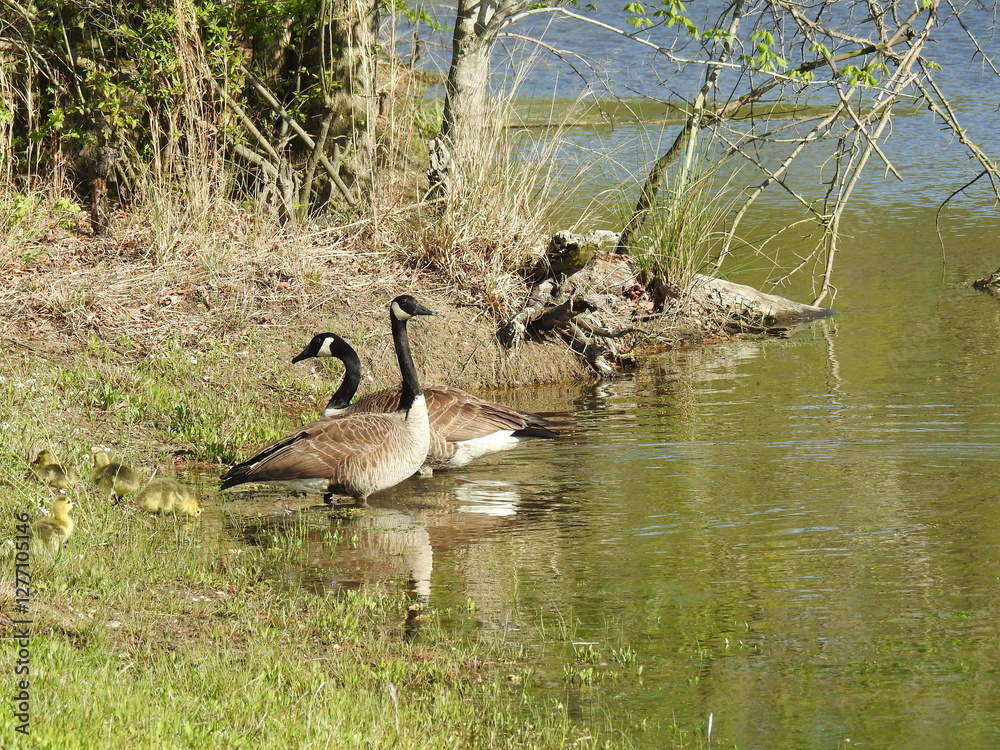 A family of Canadian geese enjoying a beautiful spring day, on the wetland shores of the Bombay Hook National Wildlife Refuge, Kent County, Delaware. A family of Canadian geese enjoying a beautiful spring day, on the wetland shores of the Bombay Hook National Wildlife Refuge, Kent County, Delaware.