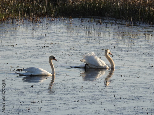 Fototapeta Naklejka Na Ścianę i Meble -  A pair of mute swans swimming in the evening light, within the wetlands of the Bombay Hook National Wildlife Refuge, Kent County, Delaware.