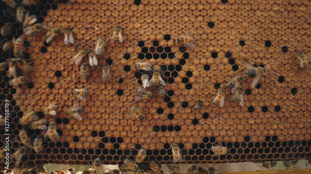 Beekeepers working with bees to produce honey to protect nature in an ecologically fair manner Beekeepers working with bees to produce honey to protect nature in an ecologically fair manner