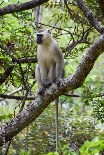 A vervet monkey on a tree in a nature reserve in Zimbabwe,