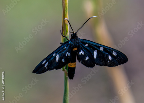 Sphinx du pissenlit ou Amata phegea