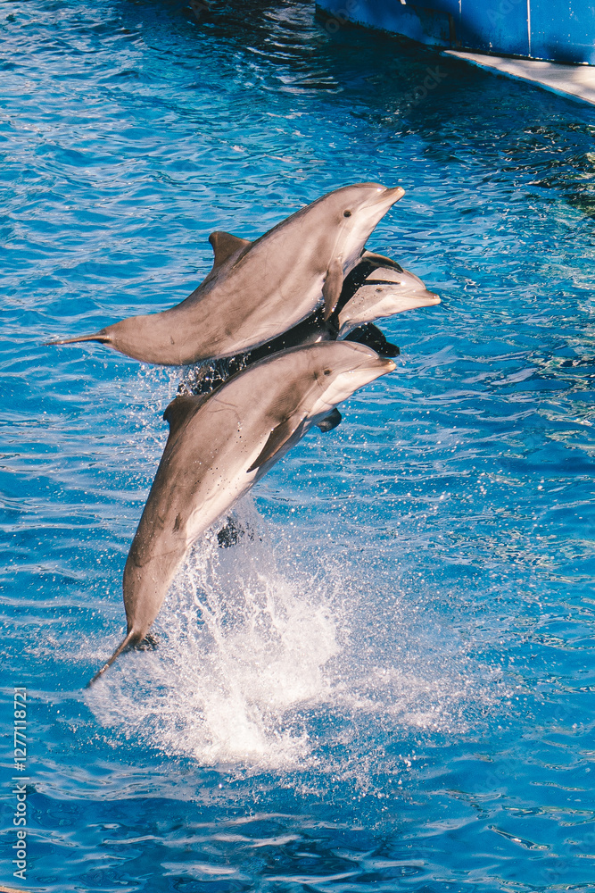 Obraz premium dolphins jumping
