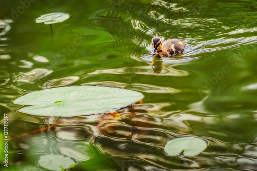 Wallpaper Mural Ein kleines Entlein schwimmt in einem grünen Teich beim Kloster Loccum auf ein Seerosenblatt zu Torontodigital.ca