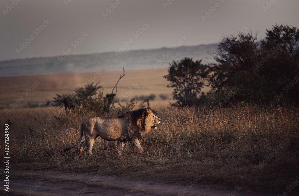 Fototapeta premium Lion walking in high grass of savanna Maasai Mara national reserve in Africa