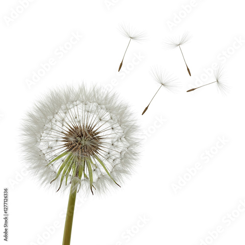 dandelion on white