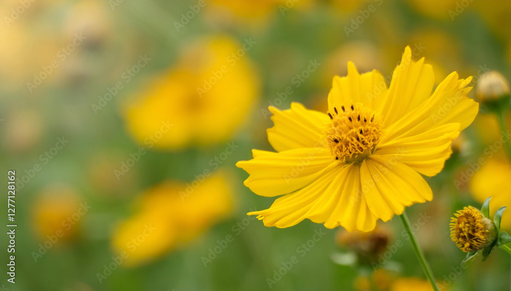 Close Up of a Yellow Flower in a Field and Copy Space Close Up of a Yellow Flower in a Field and Copy Space