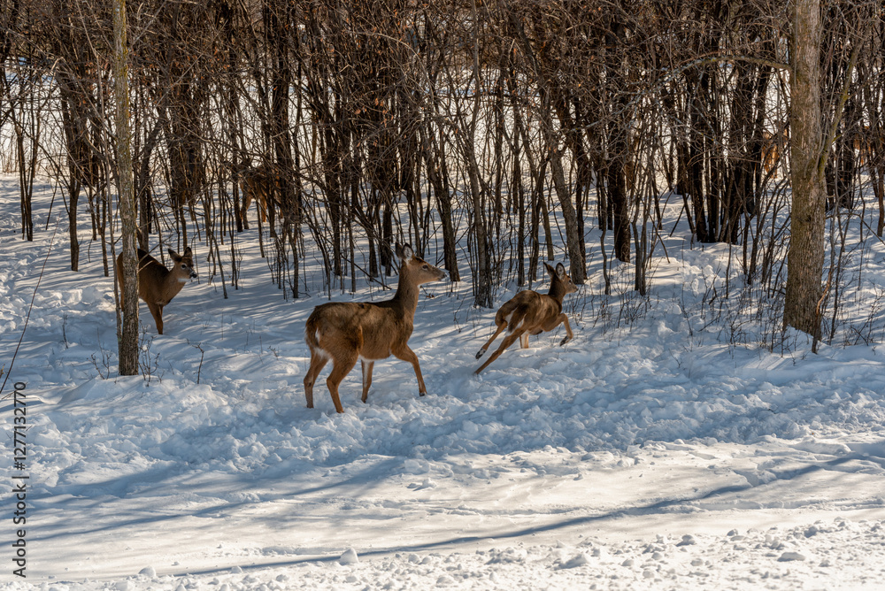A Small Herd Of White-Tailed Deer Feeding In The Snow On Food Provided By Visitors In An Urban Field In Wisconsin