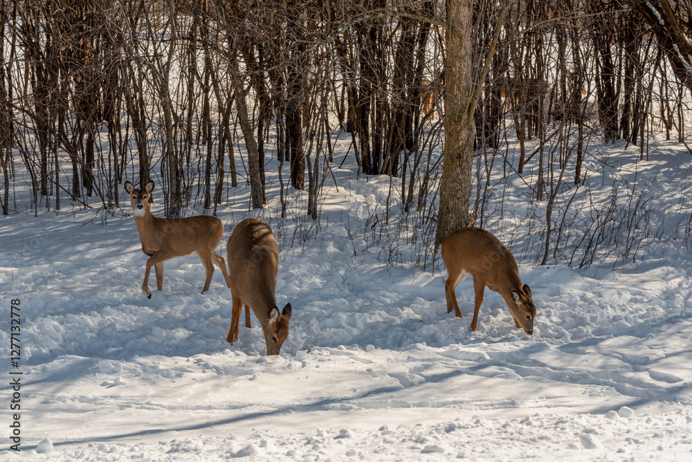 A Small Herd Of White-Tailed Deer Feeding In The Snow On Food Provided By Visitors In An Urban Field In Wisconsin