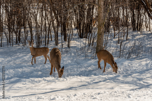 Obraz na płótnie A Small Herd Of White-Tailed Deer Feeding In The Snow On Food Provided By Visitors In An Urban Field In Wisconsin w salonie