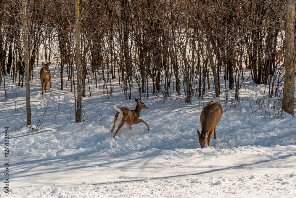 A Small Herd Of White-Tailed Deer Feeding In The Snow On Food Provided By Visitors In An Urban Field In Wisconsin