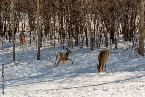 Obraz na płótnie A Small Herd Of White-Tailed Deer Feeding In The Snow On Food Provided By Visitors In An Urban Field In Wisconsin w salonie