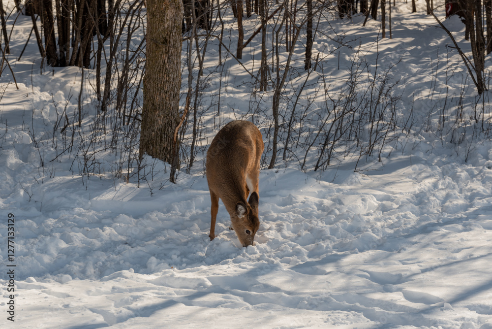 A Young White-Tailed Deer Feeding In The Snow On Food Provided By Visitors In An Urban Field In Wisconsin