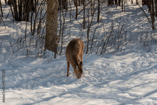 Obraz na płótnie A Young White-Tailed Deer Feeding In The Snow On Food Provided By Visitors In An Urban Field In Wisconsin w salonie
