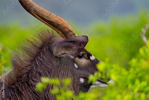 Antilope