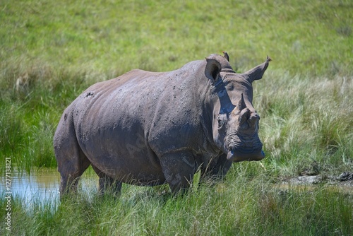 Nashorn in der Landschaft