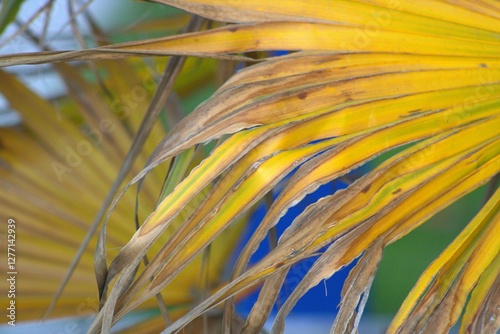 yellow palm leaves with dead tips