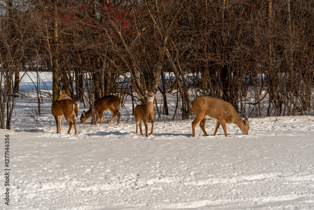 A Small Herd Of White-Tailed Deer Feeding In The Snow On Food Provided By Visitors In An Urban Field In Wisconsin