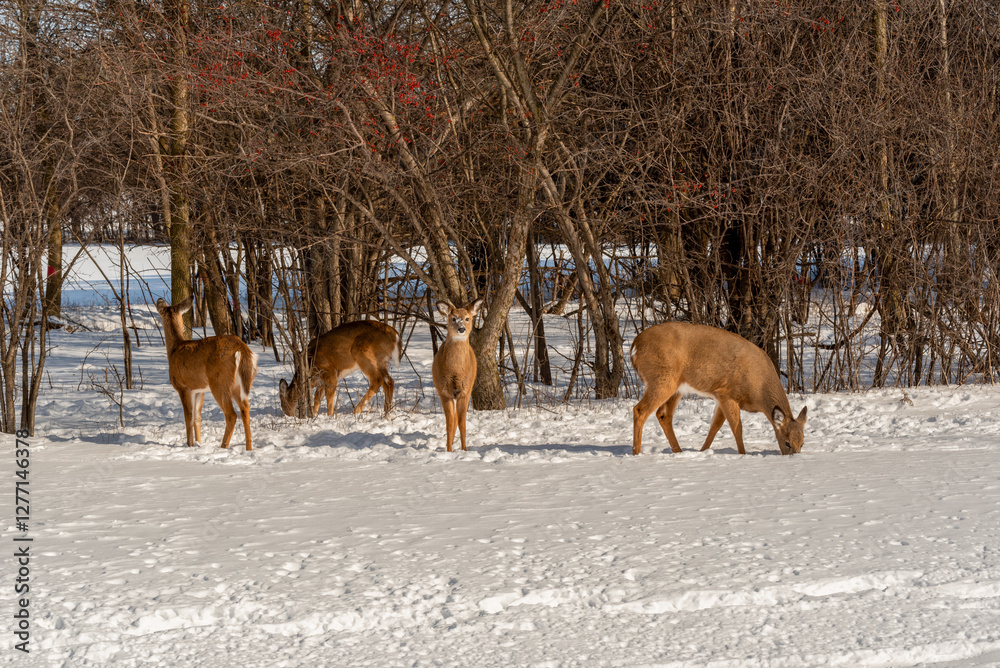 A Small Herd Of White-Tailed Deer Feeding In The Snow On Food Provided By Visitors In An Urban Field In Wisconsin